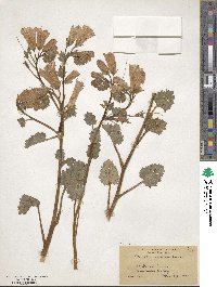 Phacelia campanularia image