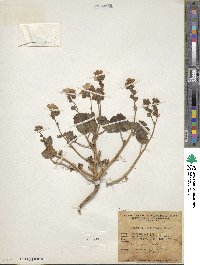 Image of Phacelia calthifolia