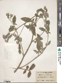 Phacelia californica image