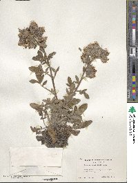 Phacelia californica image