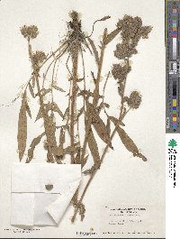 Phacelia californica image