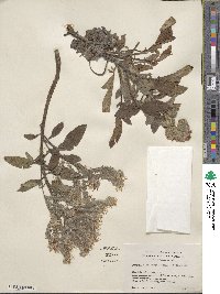 Phacelia californica image