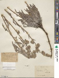 Phacelia californica image