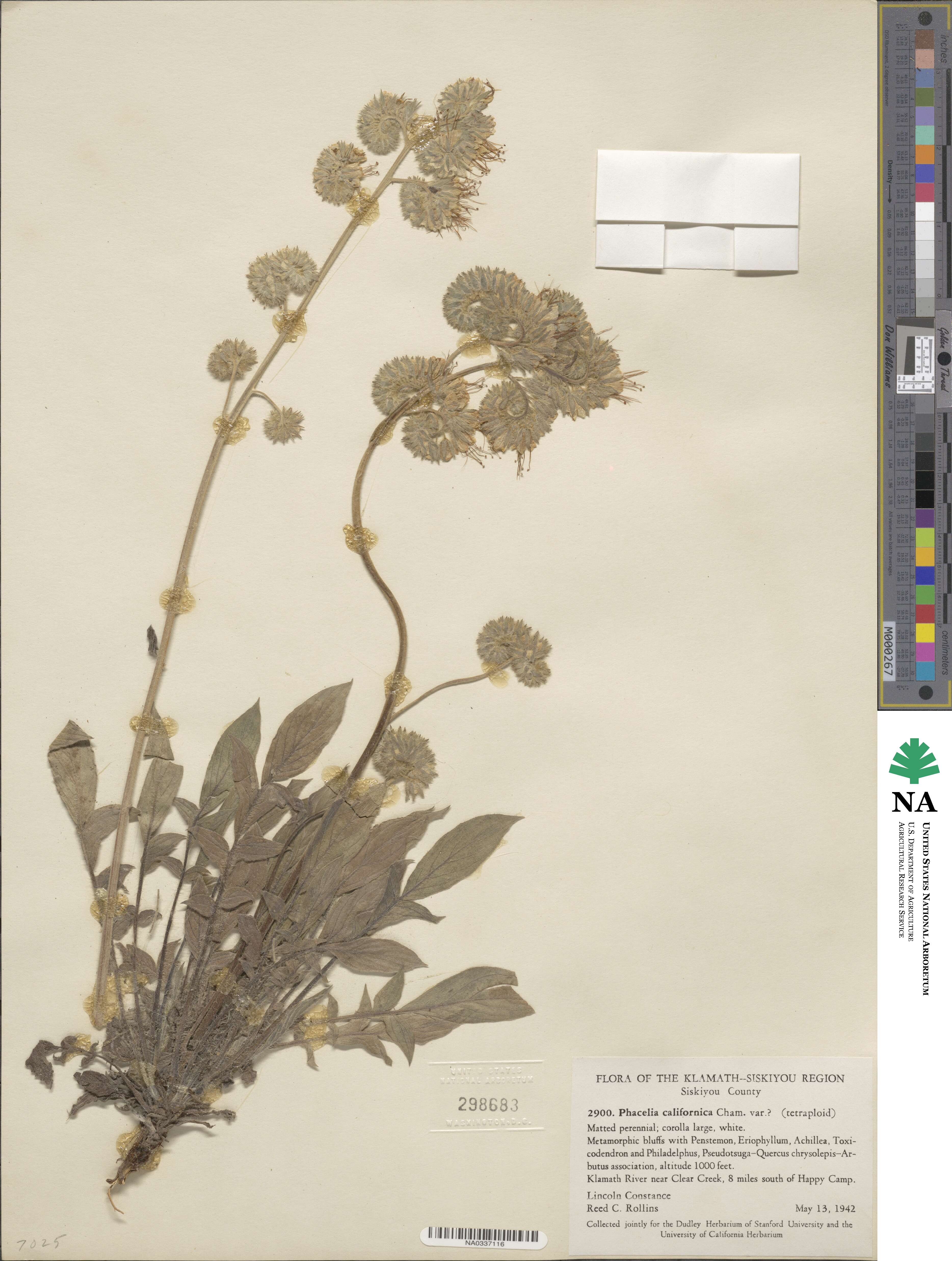 Phacelia californica image