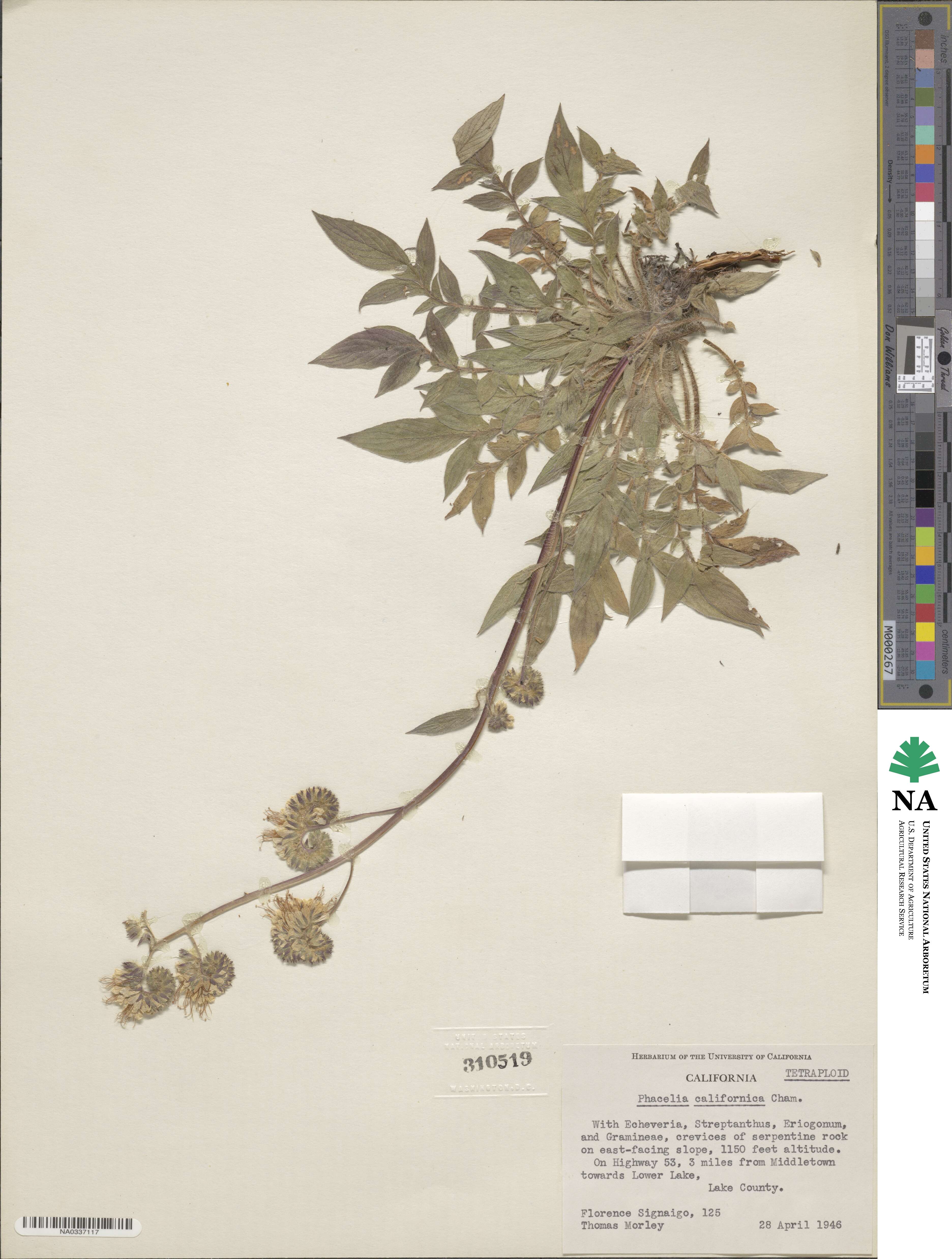 Phacelia californica image
