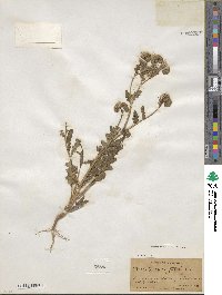 Phacelia crenulata image