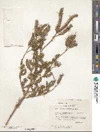 Phacelia crenulata image