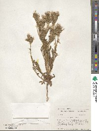 Phacelia crenulata image