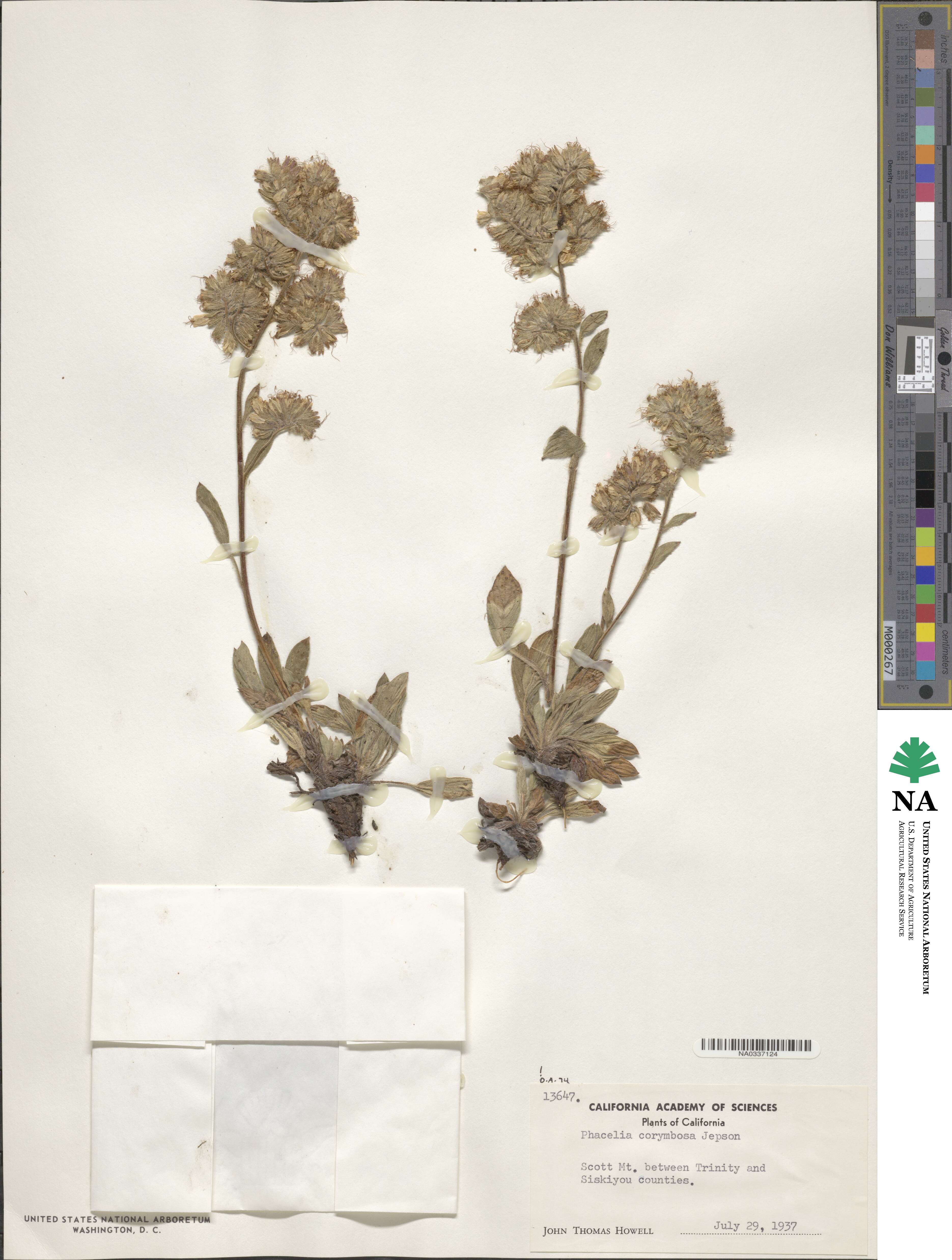 Phacelia corymbosa image