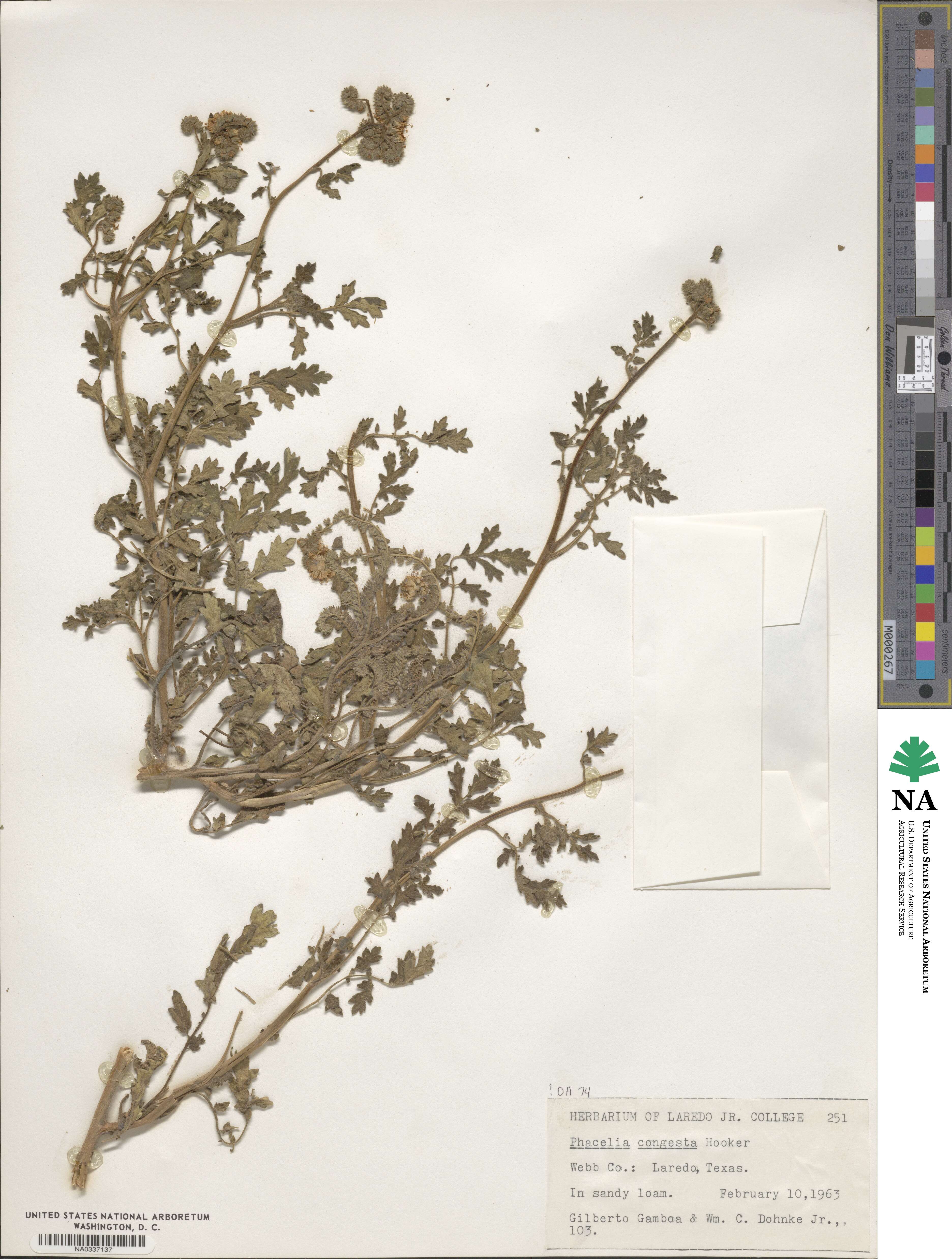 Phacelia congesta image