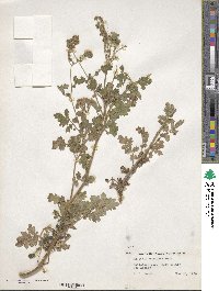 Phacelia congesta image