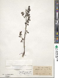 Phacelia congesta image