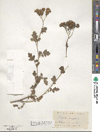 Phacelia congesta image