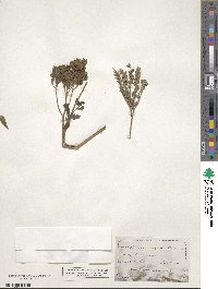 Phacelia congesta image