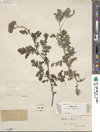 Phacelia congesta image