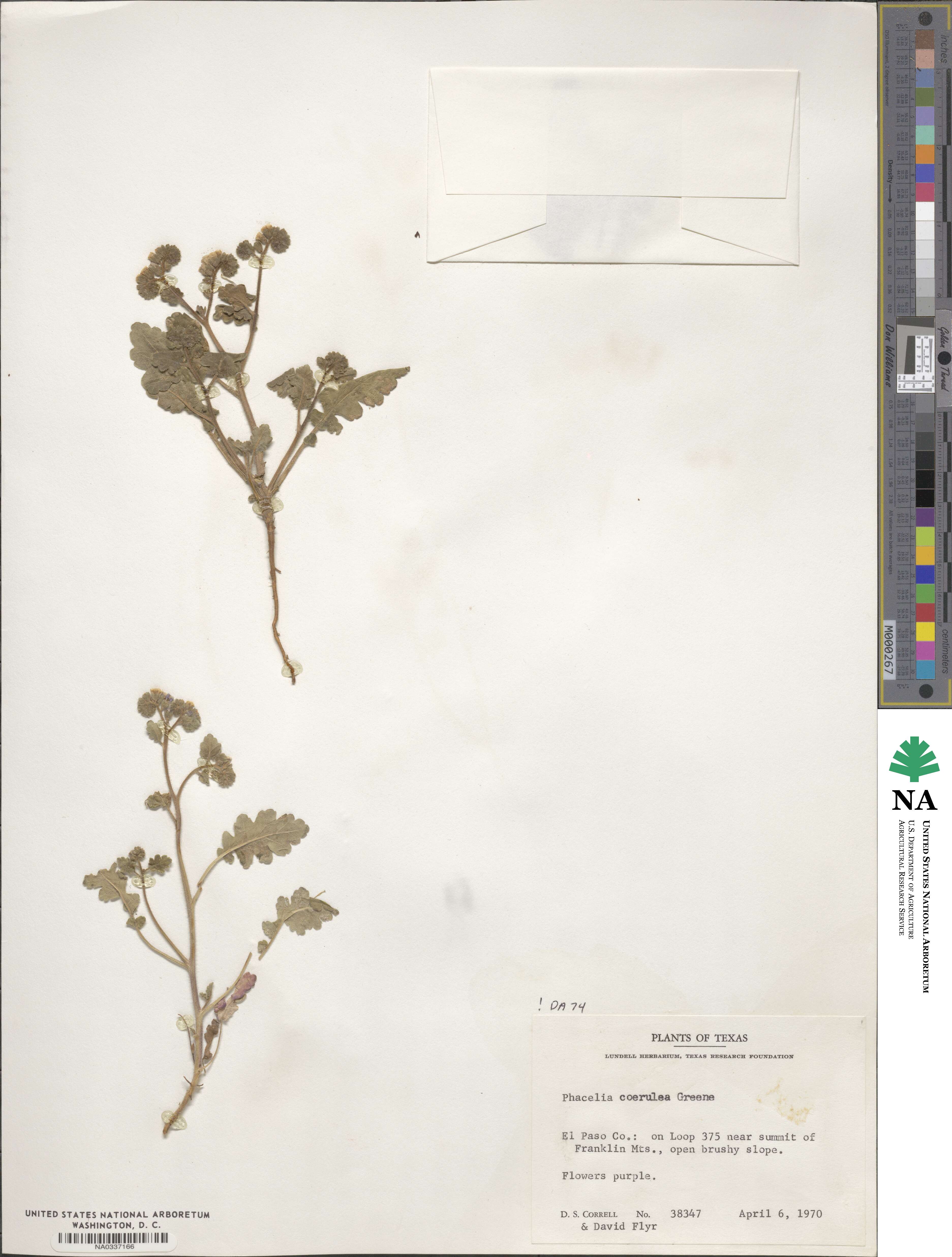 Phacelia coerulea image