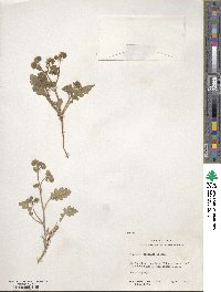 Phacelia coerulea image