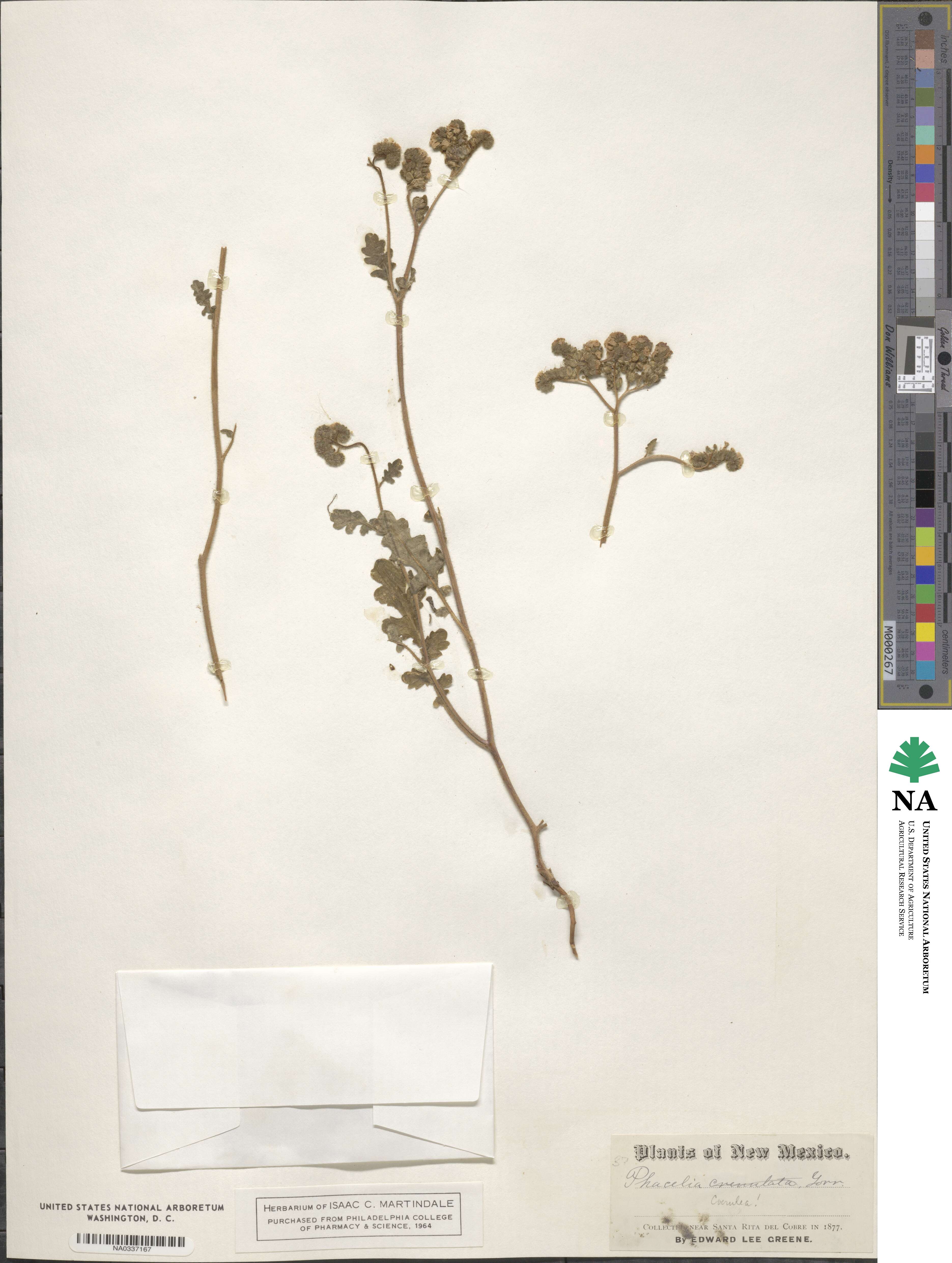 Phacelia coerulea image