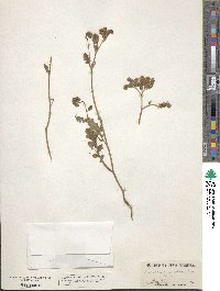 Phacelia coerulea image