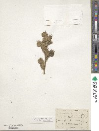 Phacelia secunda image