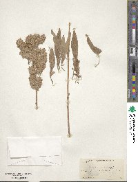 Phacelia secunda image