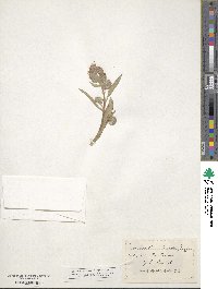 Phacelia secunda image