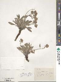 Phacelia secunda image