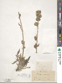 Phacelia secunda image