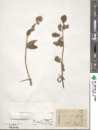 Phacelia secunda image