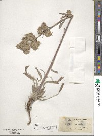 Phacelia secunda image