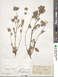 Phacelia secunda image