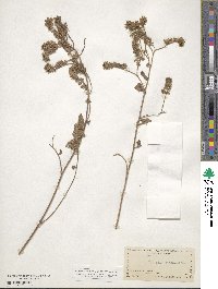 Phacelia secunda image