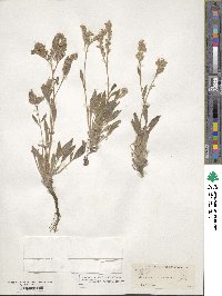 Phacelia secunda image