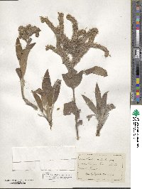 Phacelia secunda image