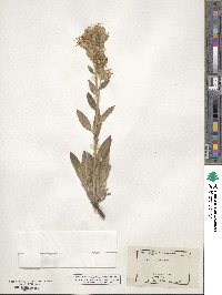 Phacelia secunda image