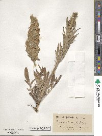 Phacelia secunda image