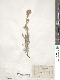 Phacelia secunda image