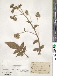 Phacelia secunda image