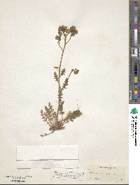 Phacelia crenulata image