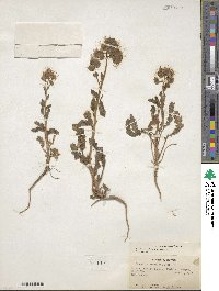 Phacelia crenulata image