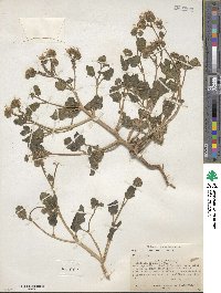 Phacelia crenulata image