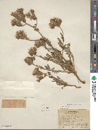 Phacelia crenulata image