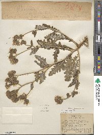 Phacelia crenulata image