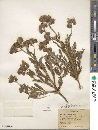 Phacelia crenulata image