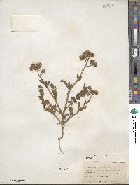 Phacelia crenulata image