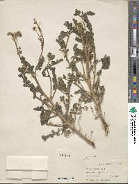 Phacelia crenulata image