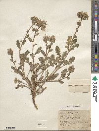 Phacelia crenulata image