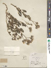 Phacelia crenulata image