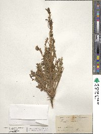 Phacelia crenulata image