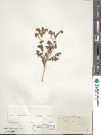 Phacelia crenulata image